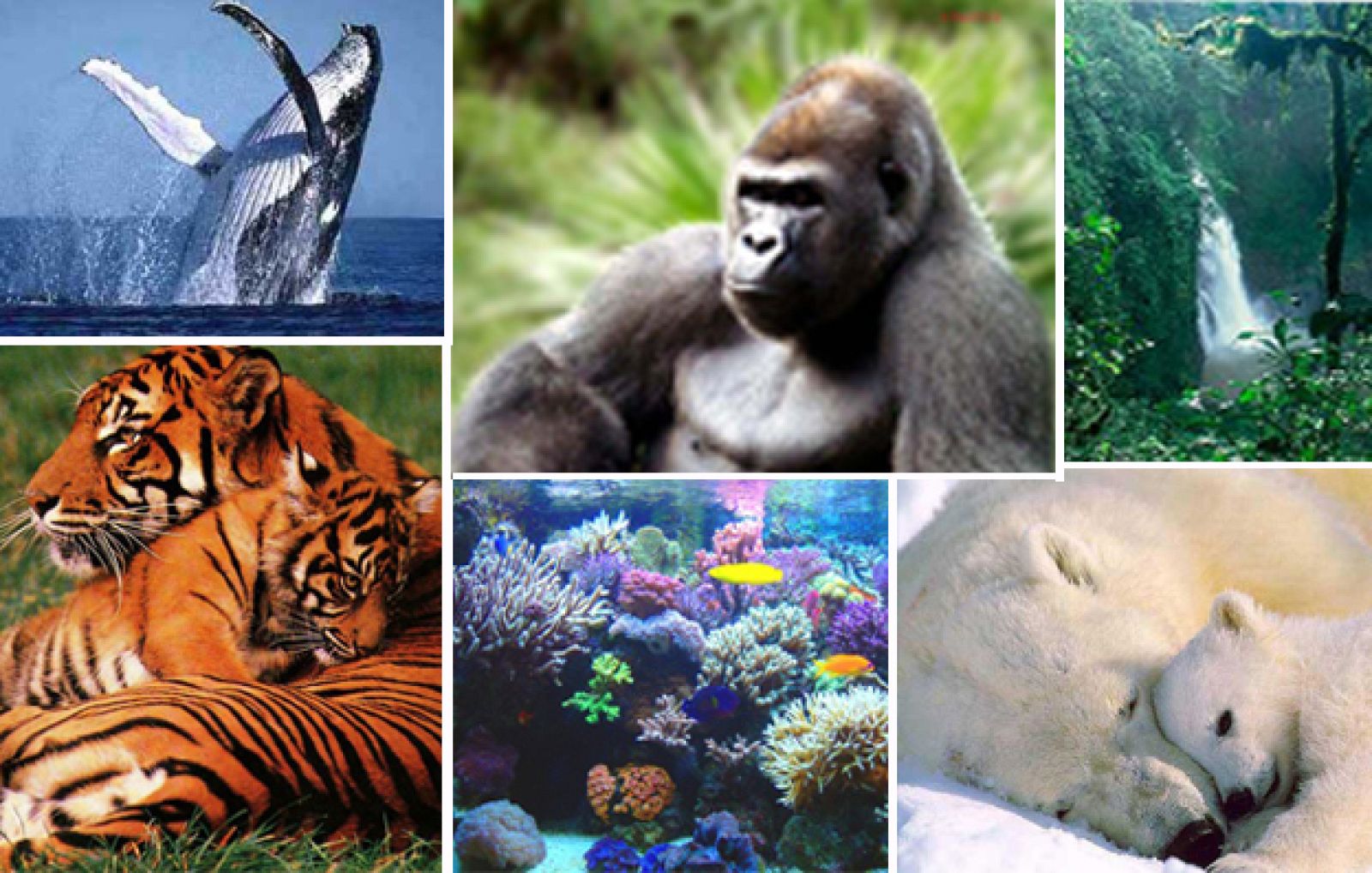 día internacional de la tierra noti