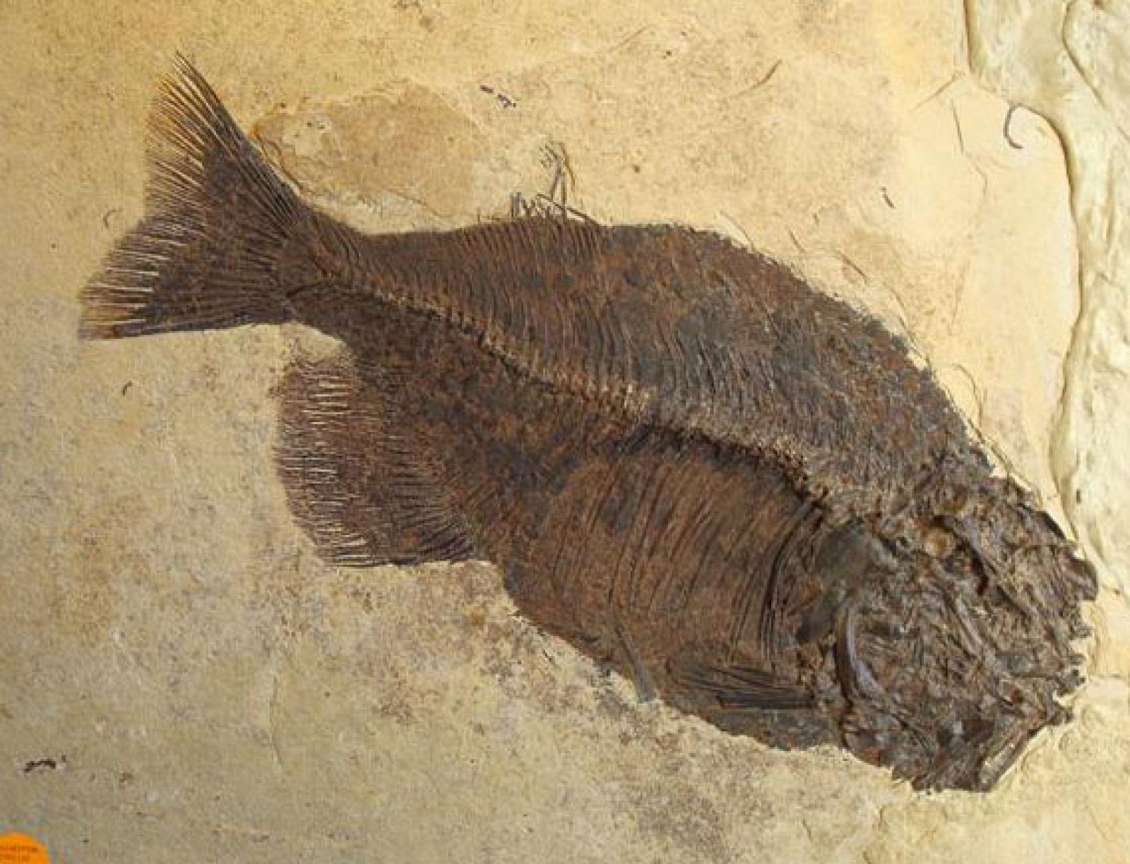 Phaerodus  encaustus, ejemplar de 55 millones de años.