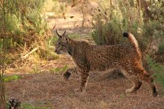 Primer nacimiento de lince ibérico en cautividad en la provincia de Cádiz