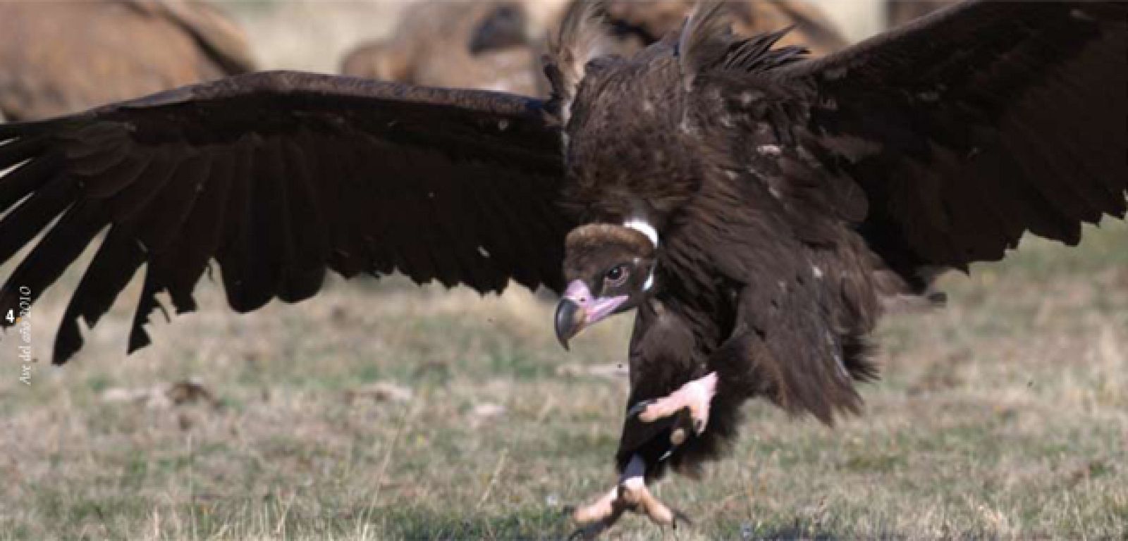 Un buitre negro toma tierra