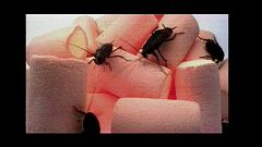 Insectos, insectos, insectos