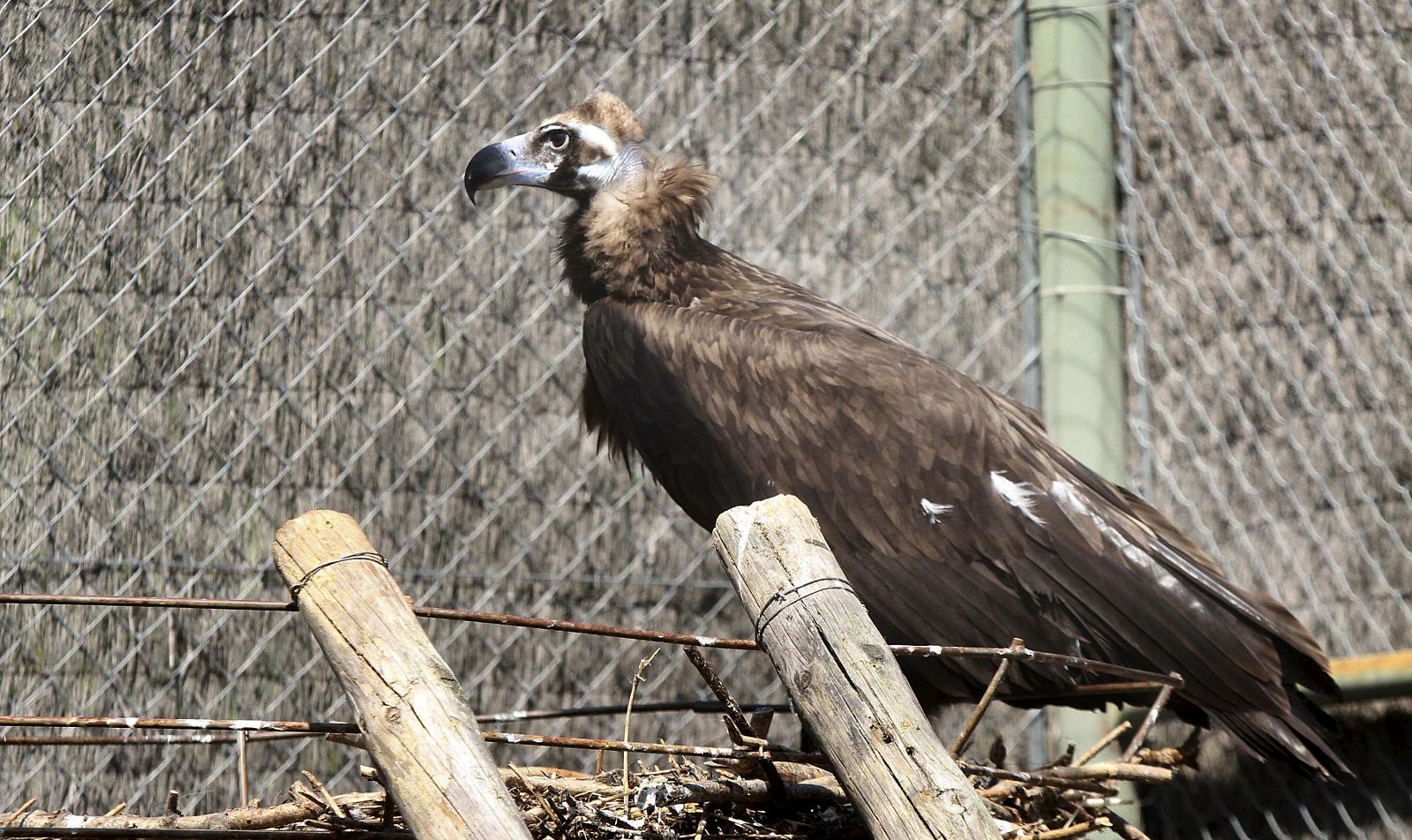 La población de buitres negros se ha multiplicado exponencialmente en los últimos años.