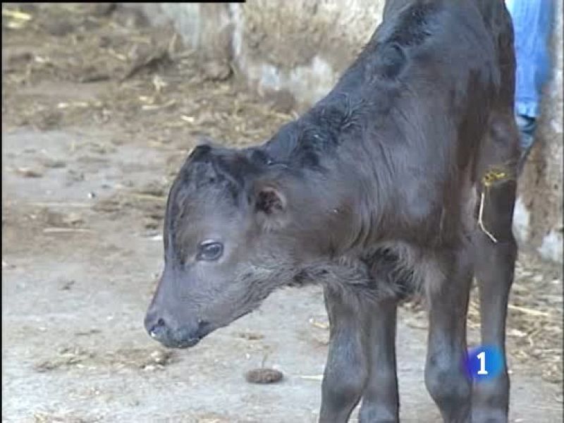 El primer toro de lidia clonado abre la puerta a un banco de tejidos contra la extinción
