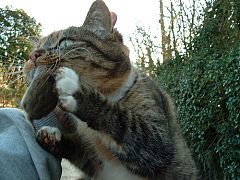 ¿Por qué los ratones huyen de los gatos?