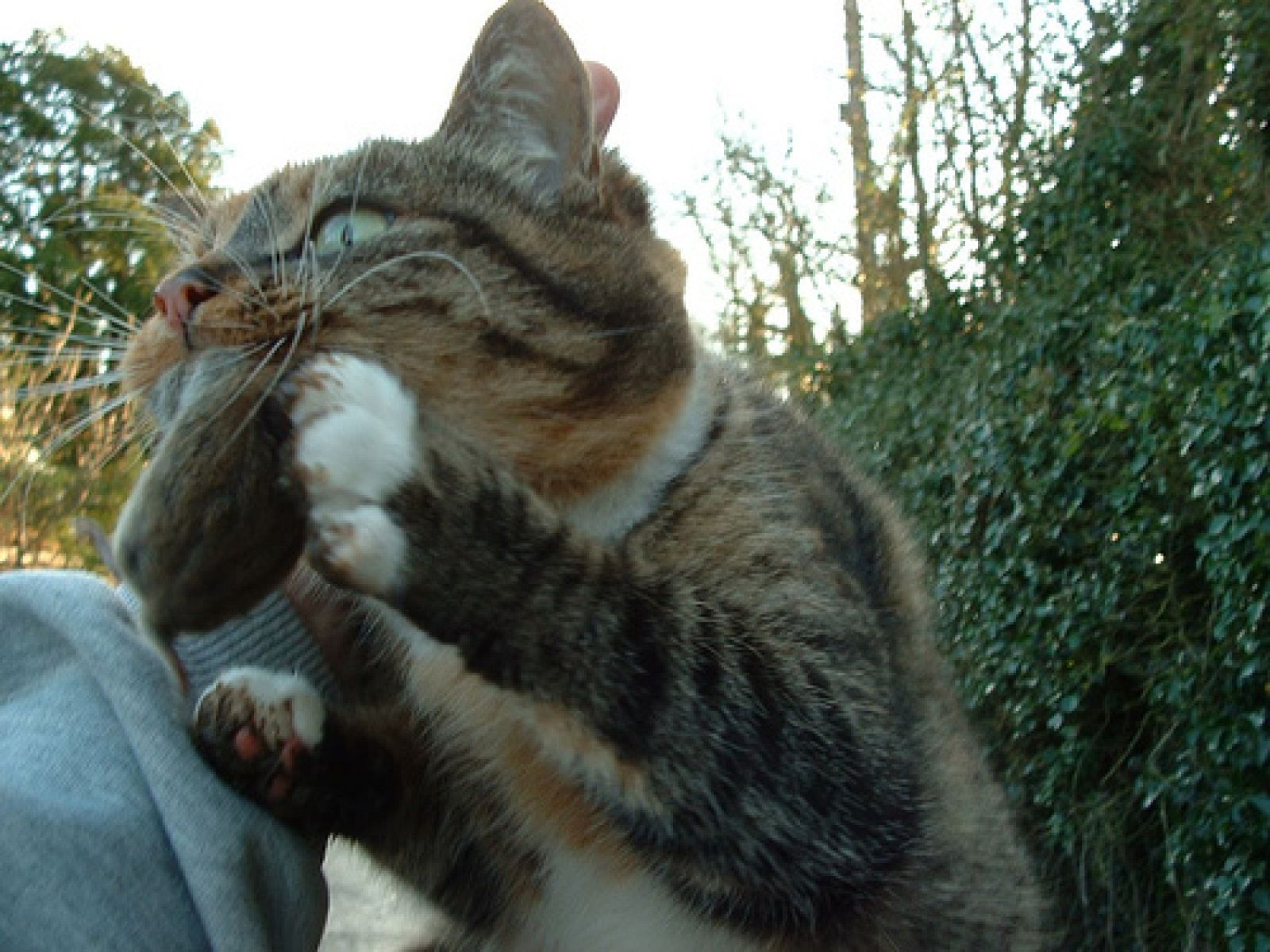 Un gato devorando a un ratón