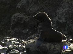 En España han desaparecido más de 40 especies durante el último siglo