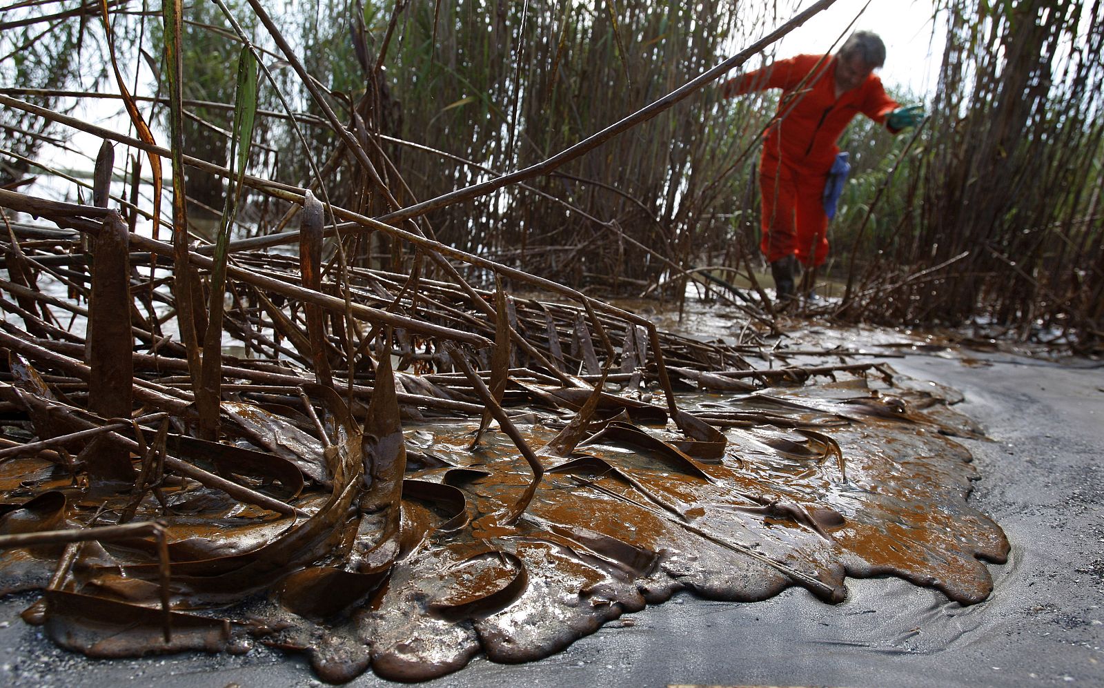 Greenpeace Marine Biologist Paul Horsman surveys oil pooled between reeds and brush on the shoreline of the east bank in the mouth of the Mississippi River in Louisiana