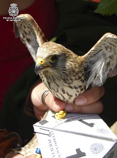 Detenida una red internacional dedicada al tráfico de rapaces