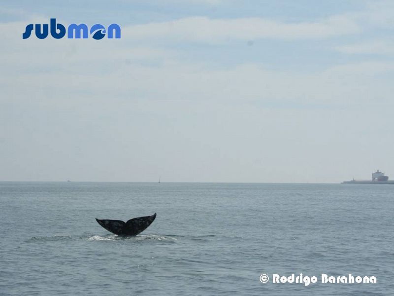 La misteriosa ballena gris vista en Barcelona