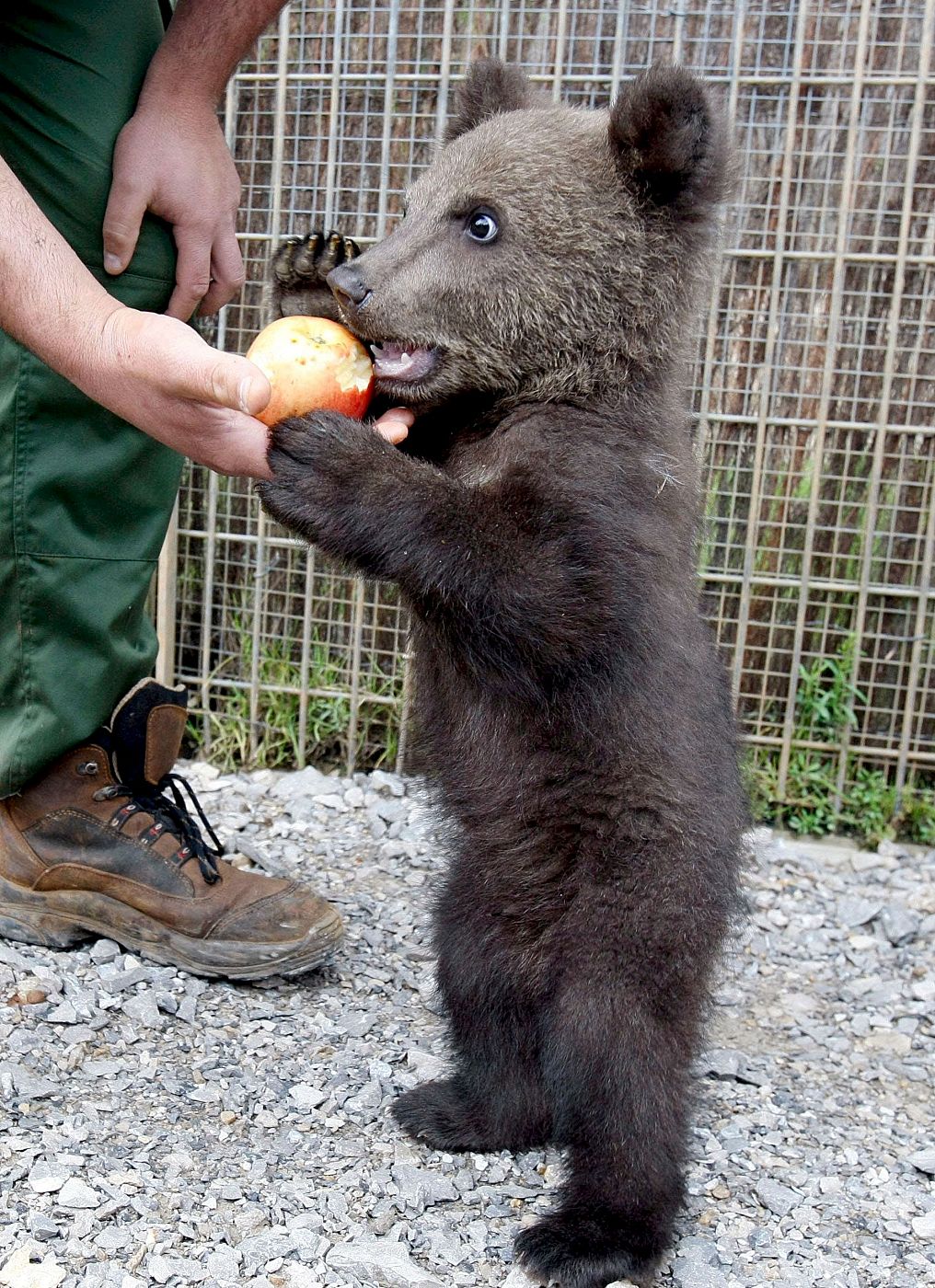 'Aragón' recibido con una manzana al llegar a Cabárceno (archivo)