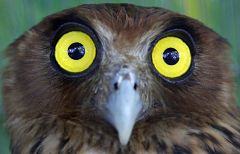 Las aves nocturnas 'comen por los ojos'