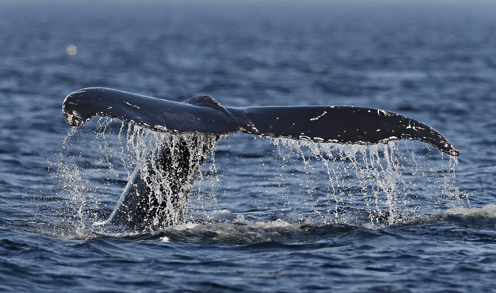A humpback whale's tail comes out of the water during excursion on the St. Lawrence river at Les Escoumins