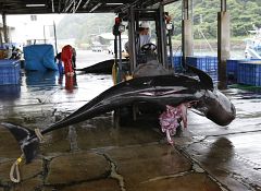 Japón amenaza con salir de la Comisión Ballenera si no se permite la caza comercial