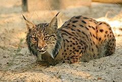Muere un lince enredado en una valla de la sierra de Jaén