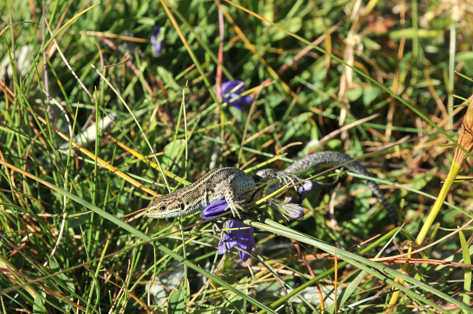 Lagartija turbera, el reptil euroasiático con mayor distribución geográfica