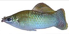 Peces mexicanos con bigote