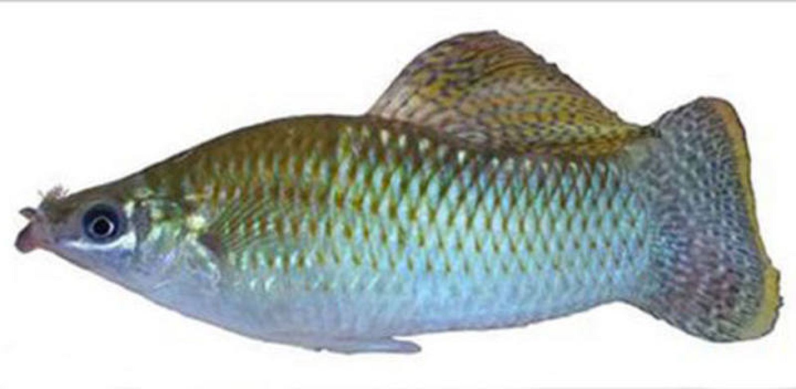 El bigote de los peces mexicanos