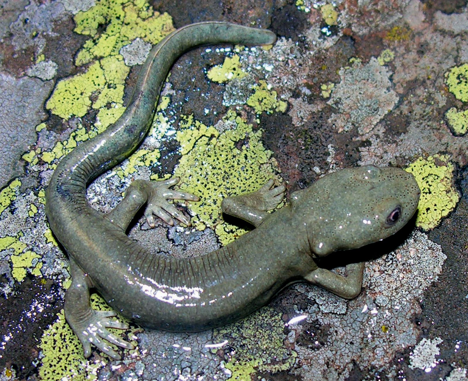 Uno de los 'nuevos' tritones descubiertos en Huesca