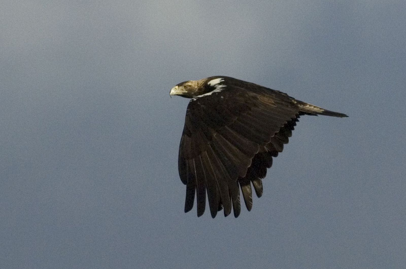 Águila imperial en Doñana