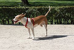 Los perros con tres patas impulsan la investigación robótica
