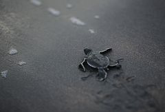La mayor evacuación de tortugas del mundo por el vertido del Golfo de México