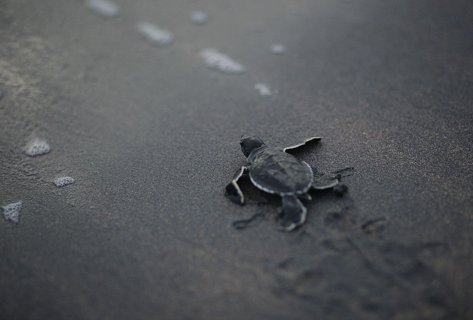 Una cría de tortuga recién nacida intenta llegar al mar