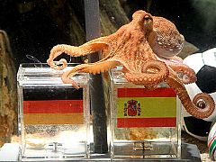 El pulpo 'Paul', el oráculo del Mundial, avisa: ganará España