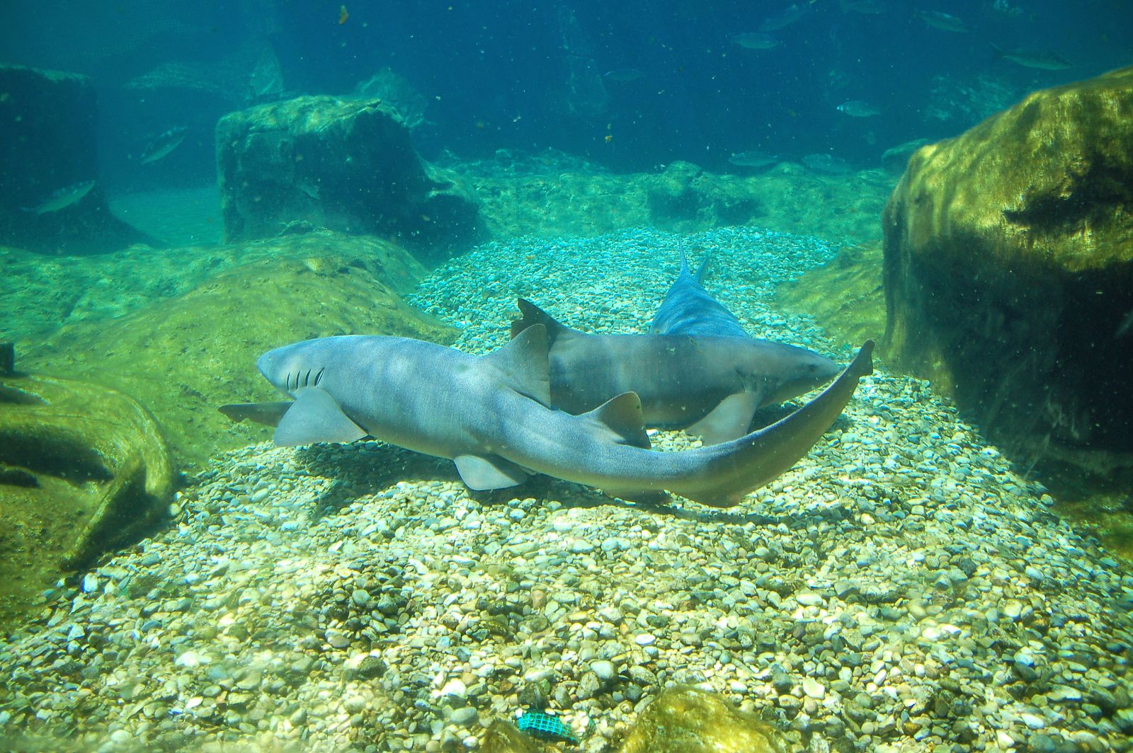 Amor de tiburones de verano