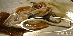 El asombroso órgano sexual del calamar gigante
