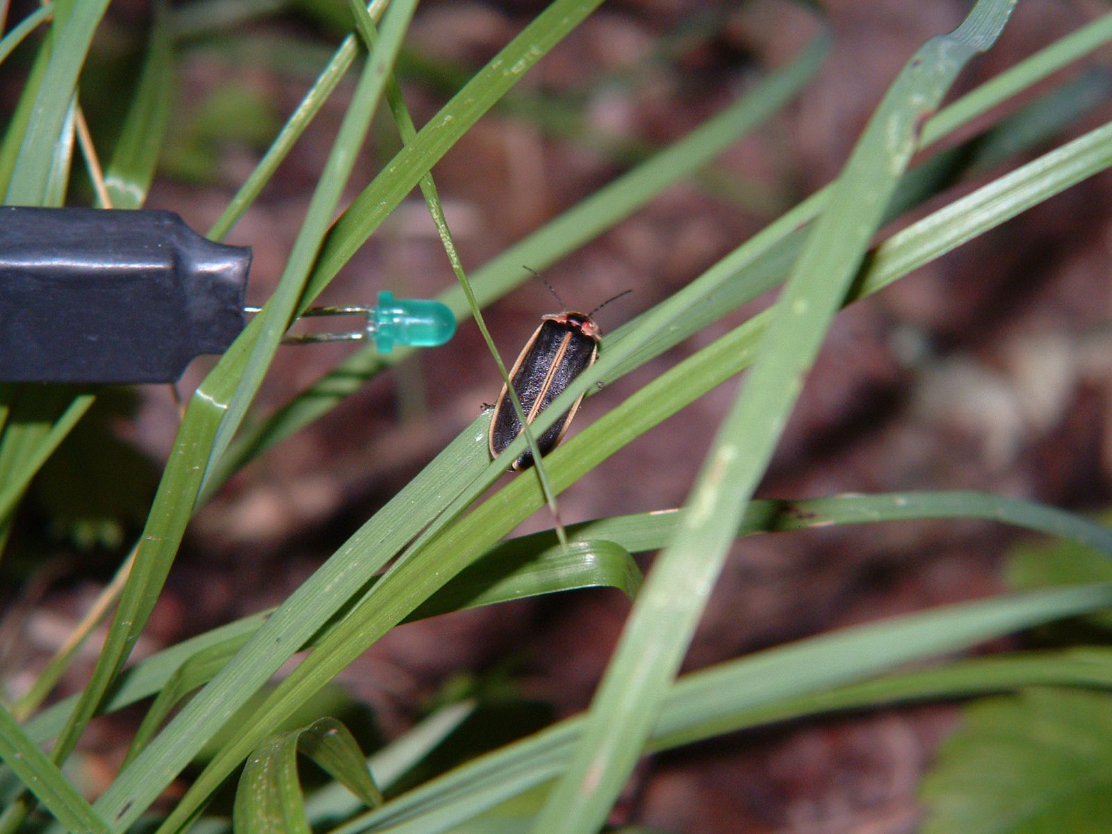 Las pequeñas bombillas emiten destellos automáticos