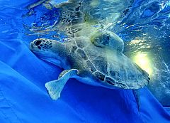 Liberan una tortuga verde con un transmisor que permitirá su seguimiento
