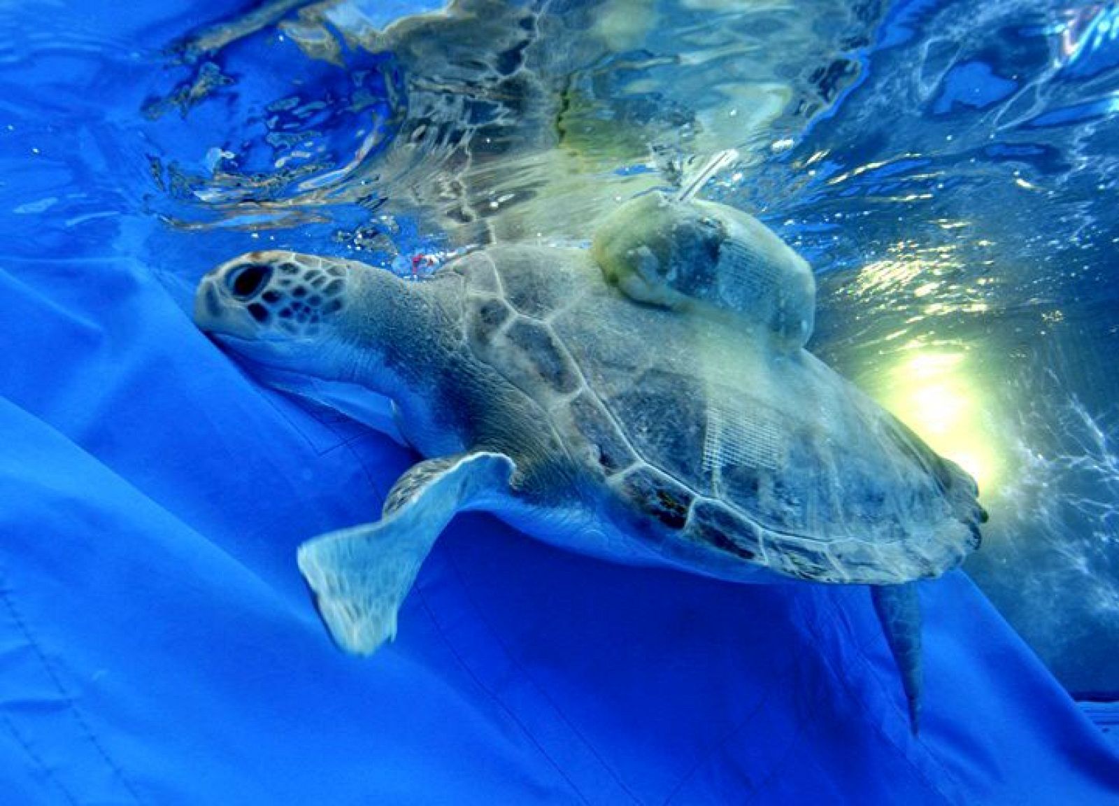 Liberan una tortuga verde con un transmisor que permitirá su seguimiento