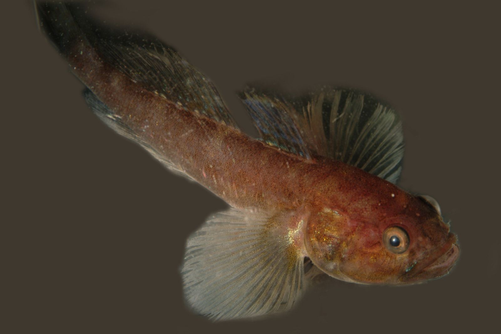 Un gobi barbudo, pez endémico de Namibia