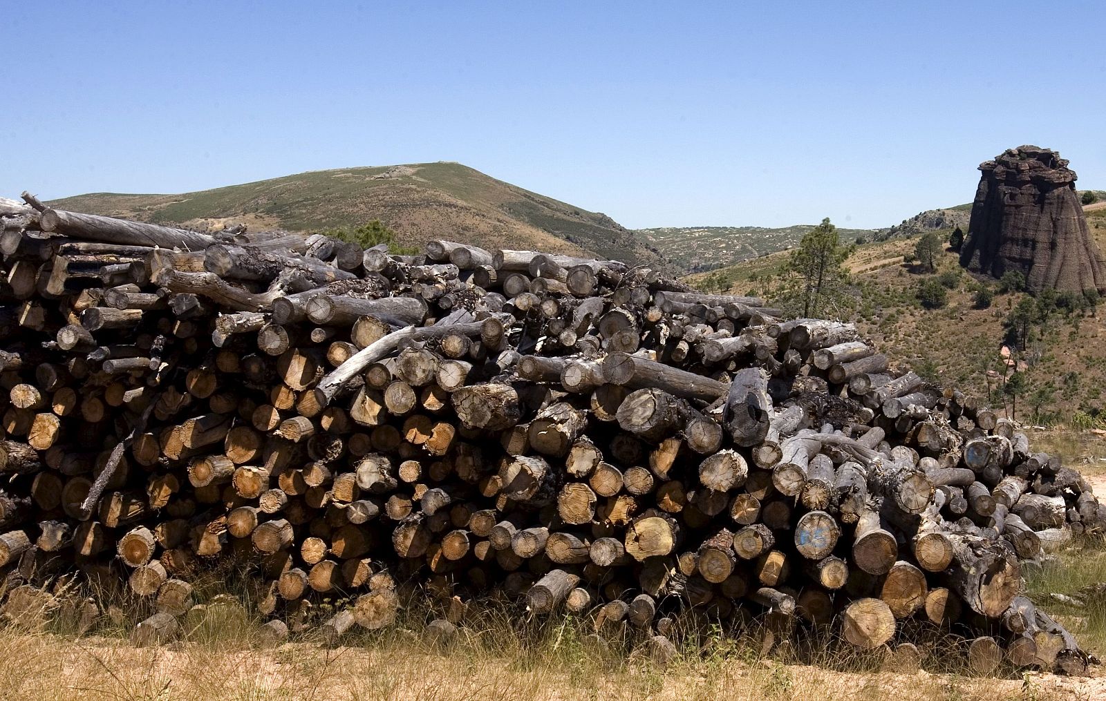 El 90% de los montes del incendio de Guadalajara se ha regenerado