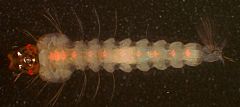 Crean genéticamente un mosquito inmune a la malaria