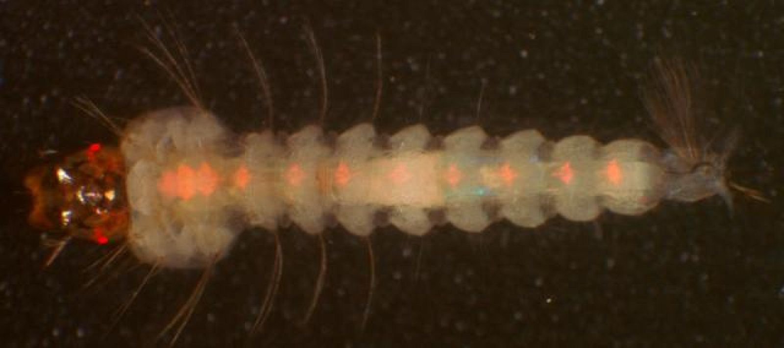 malaria-proofmosquitolarvapreview