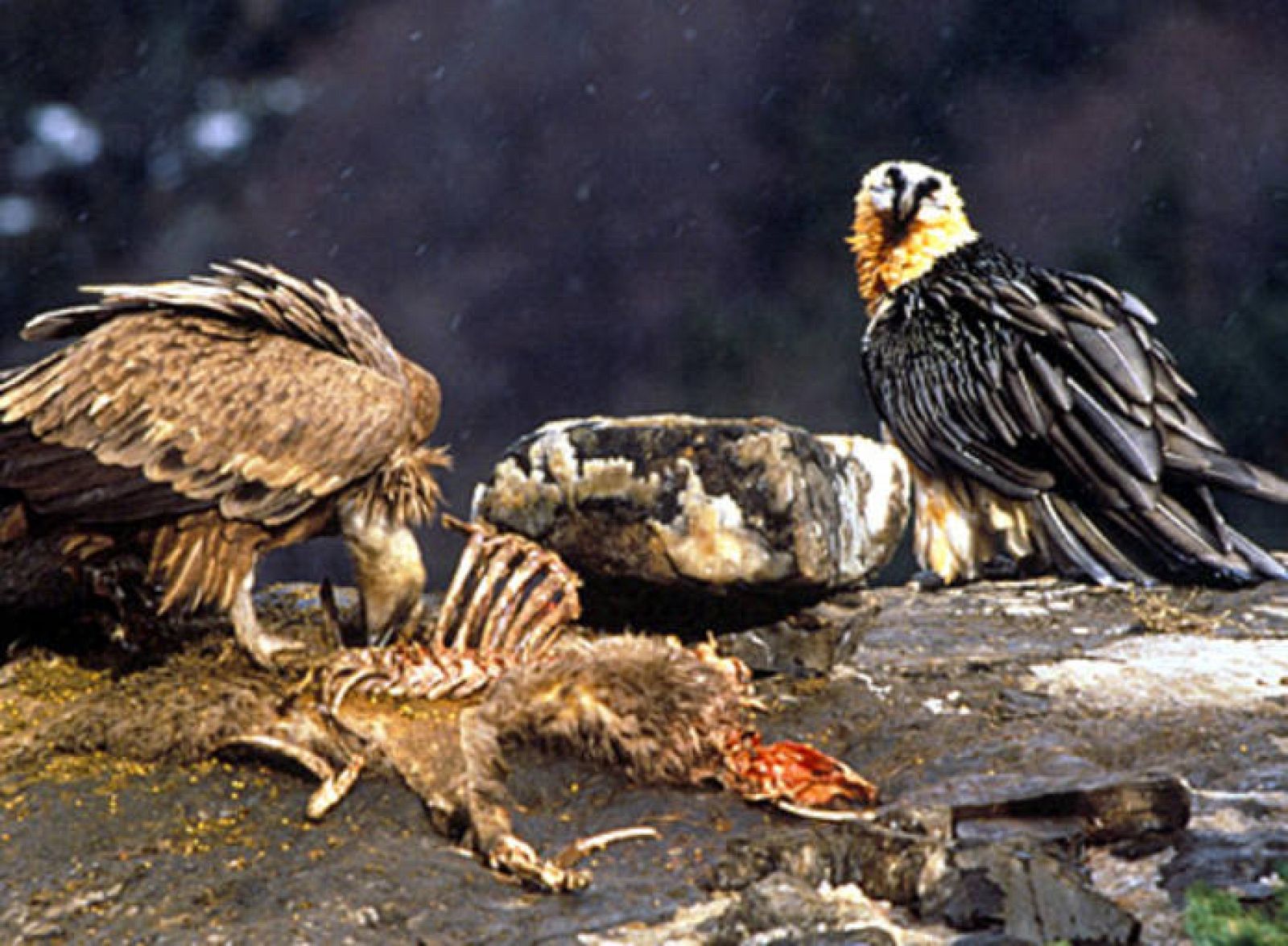 Dos quebrantahuesos adultos comiendo carroña