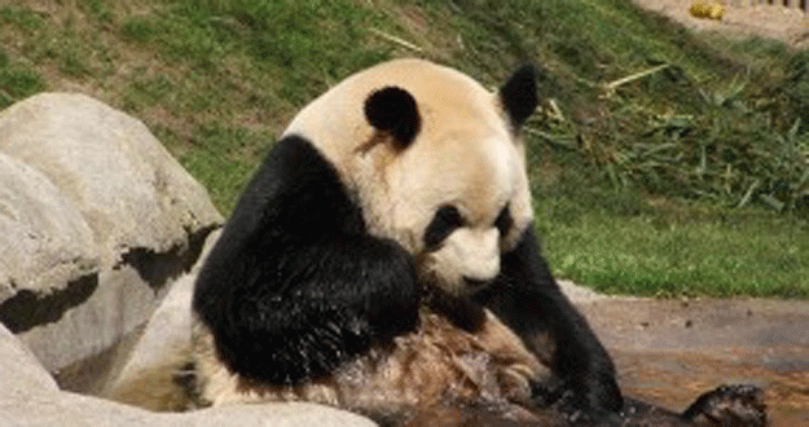 La osa panda del Zoo de Madrid podría estar ambarazada