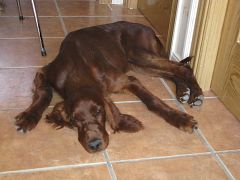 ¿Dónde dejo mi mascota en vacaciones?