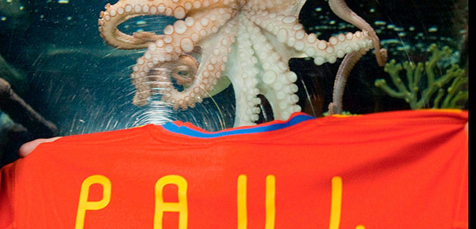 Paul, el pulpo, nada en su acuario junto a una camiseta de España con su mobre