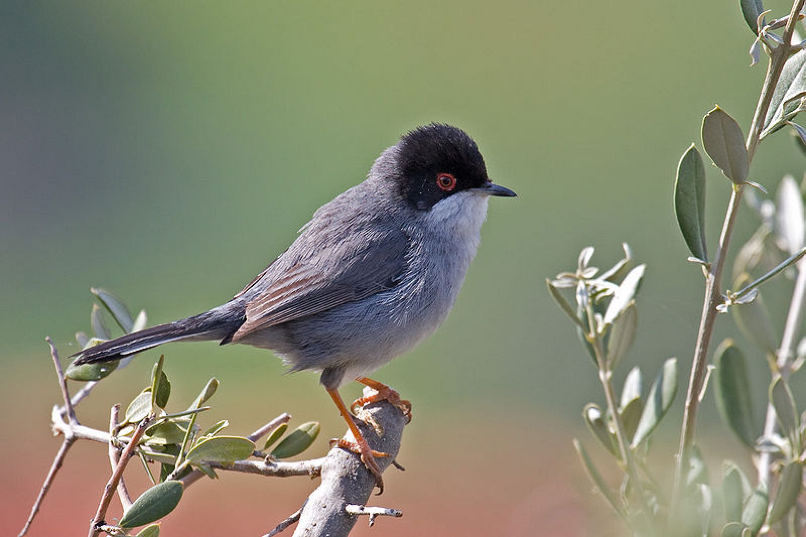 Una curruca cabecinegra (Sylvia melanocephala)
