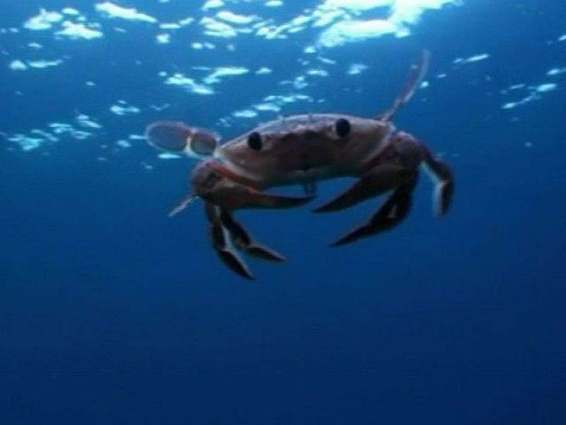 El ecosistema mediterráneo es el más amenazado del planeta, según el CSIC