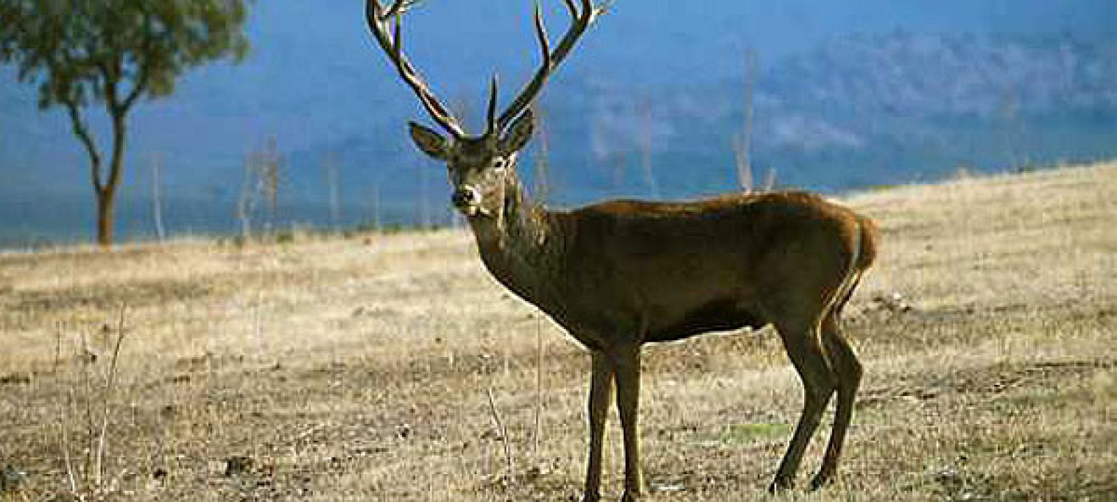 Casi 80 ciervos han aparecido muertos en los últimos días en Zamora y León