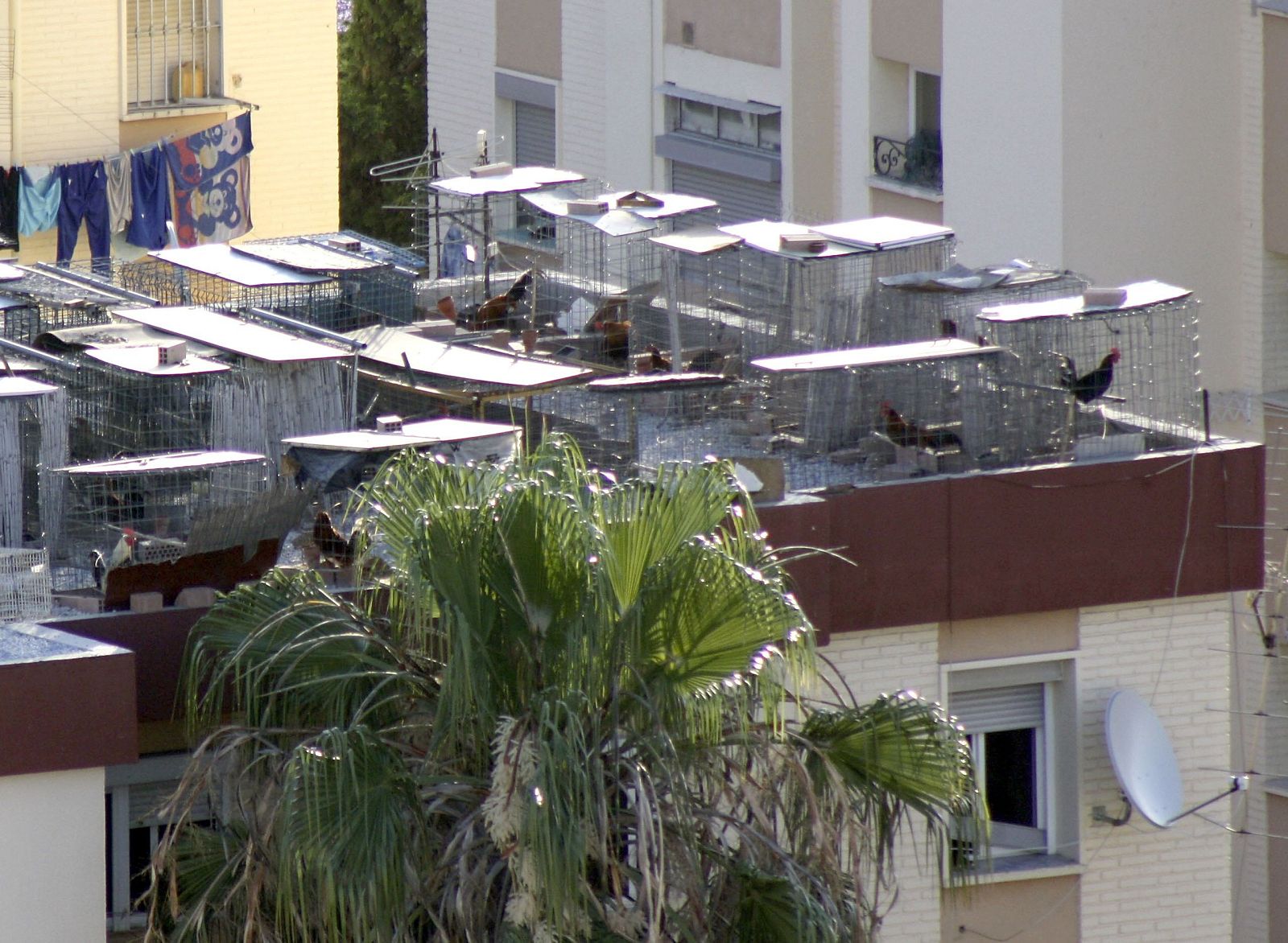 Intervenidos en Málaga 164 gallos de pelea