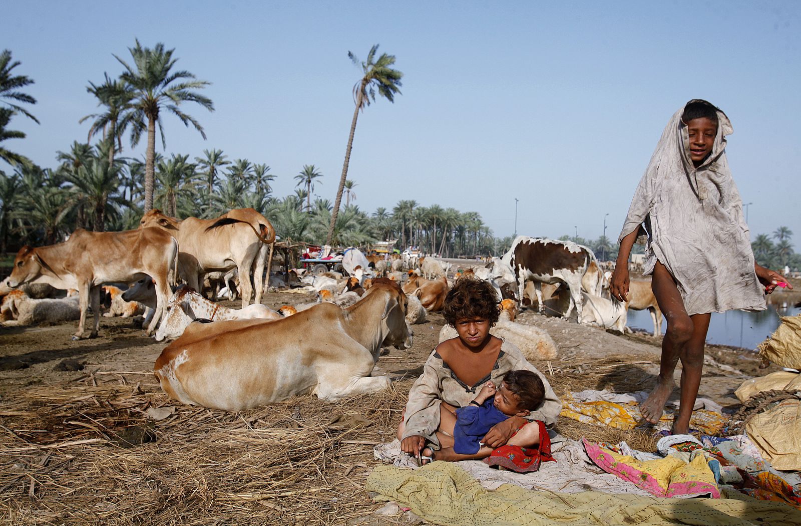 Bhirao takes care of her baby brother while she sits on ground along with livestock after fleeing from flood water with her family in Sukkur