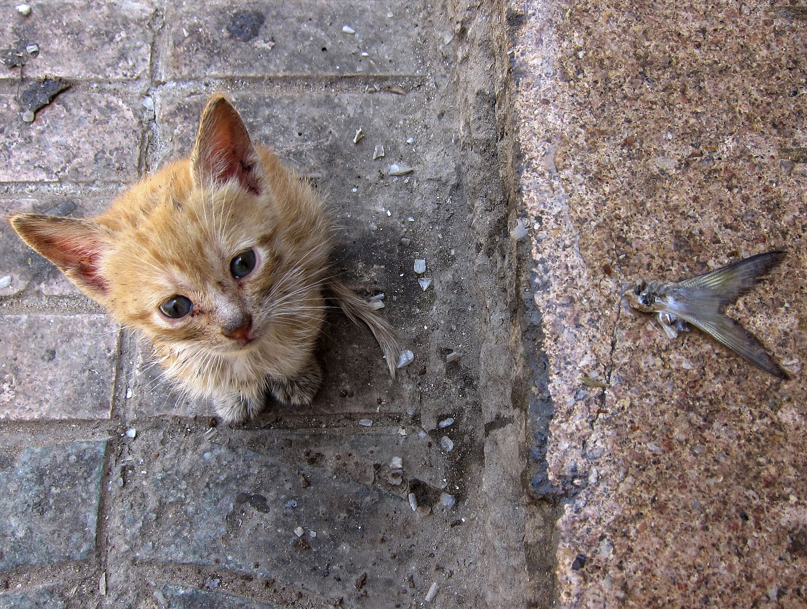 Un gato callejero junto a una cola de pescado