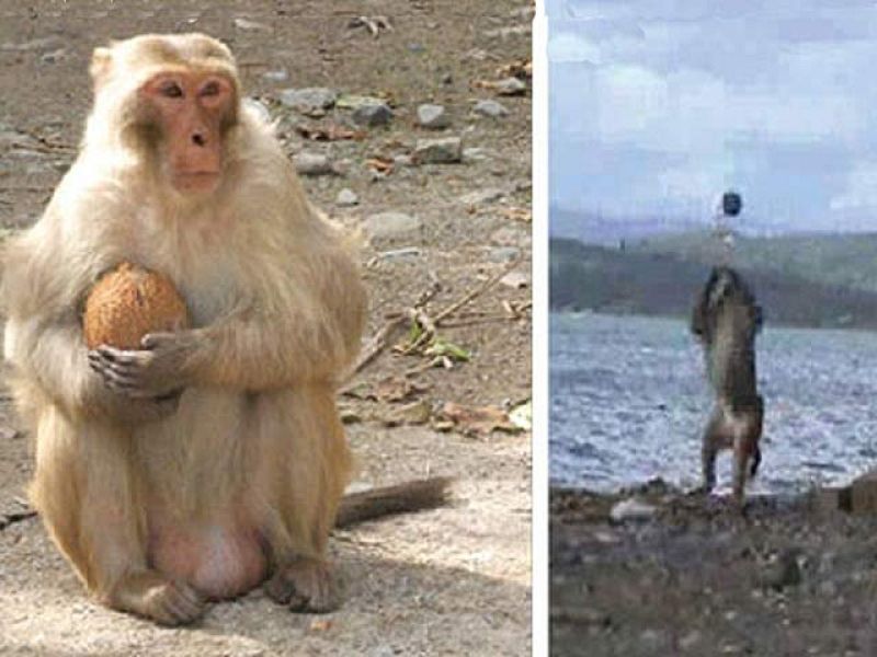 El arte de romper cocos