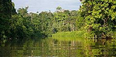 Descubren 25 nuevas especies de árboles en la Amazonía ecuatoriana