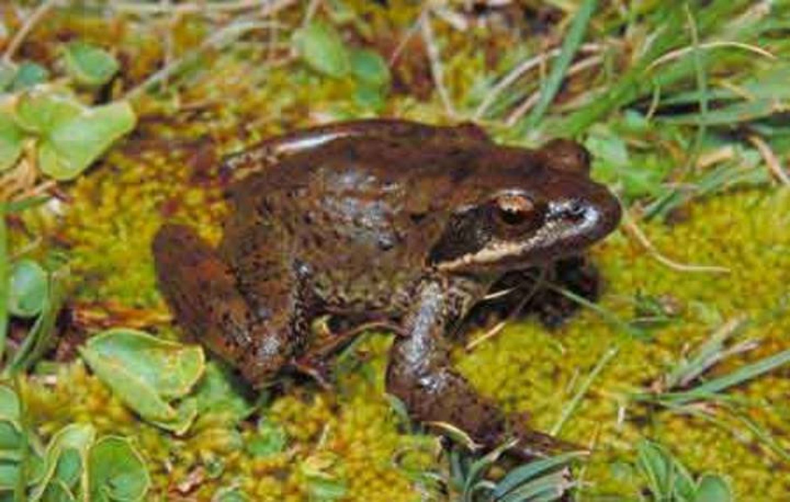 Ejemplar de rana ibérica o patilarga