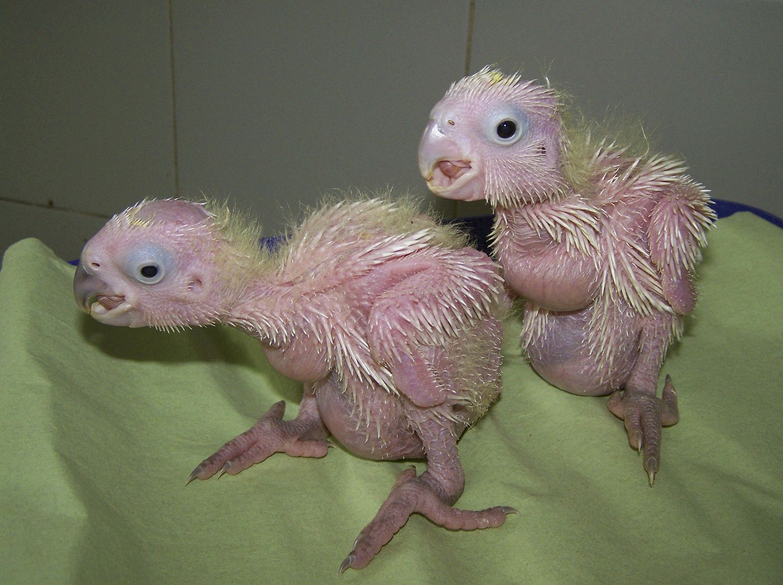 POLLUELOS DE CACATÚAS, GUACAMAYOS Y COTORRAS INUNDAN LA GUARDERÍA DEL ZOO